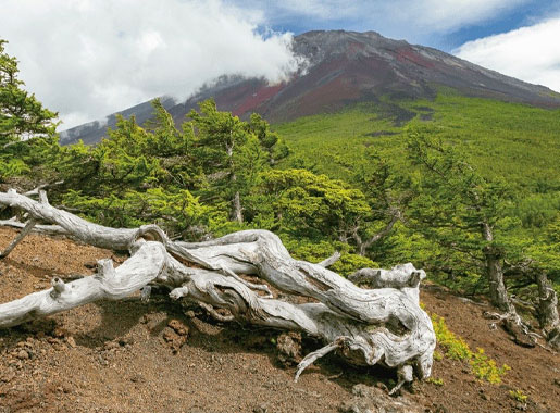 【富士山 御庭 奥庭トレッキング】
