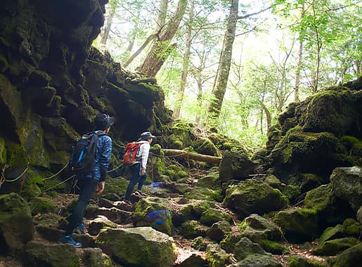 【Sea of Trees Nature Tour】