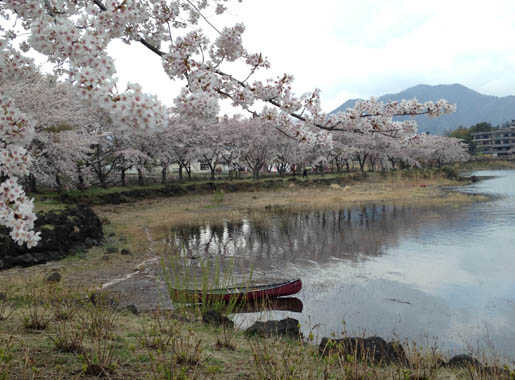 D【Kawaguchiko Yagizaka Park Cherry Blossom Viewing Canoe】 